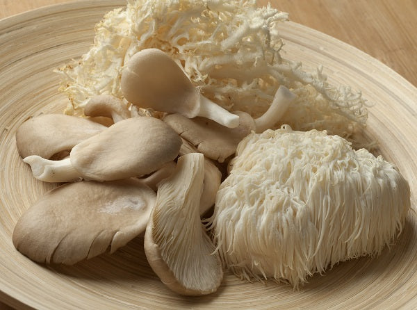 A plate containing both whole and powdered forms of Lion's Mane mushroom.