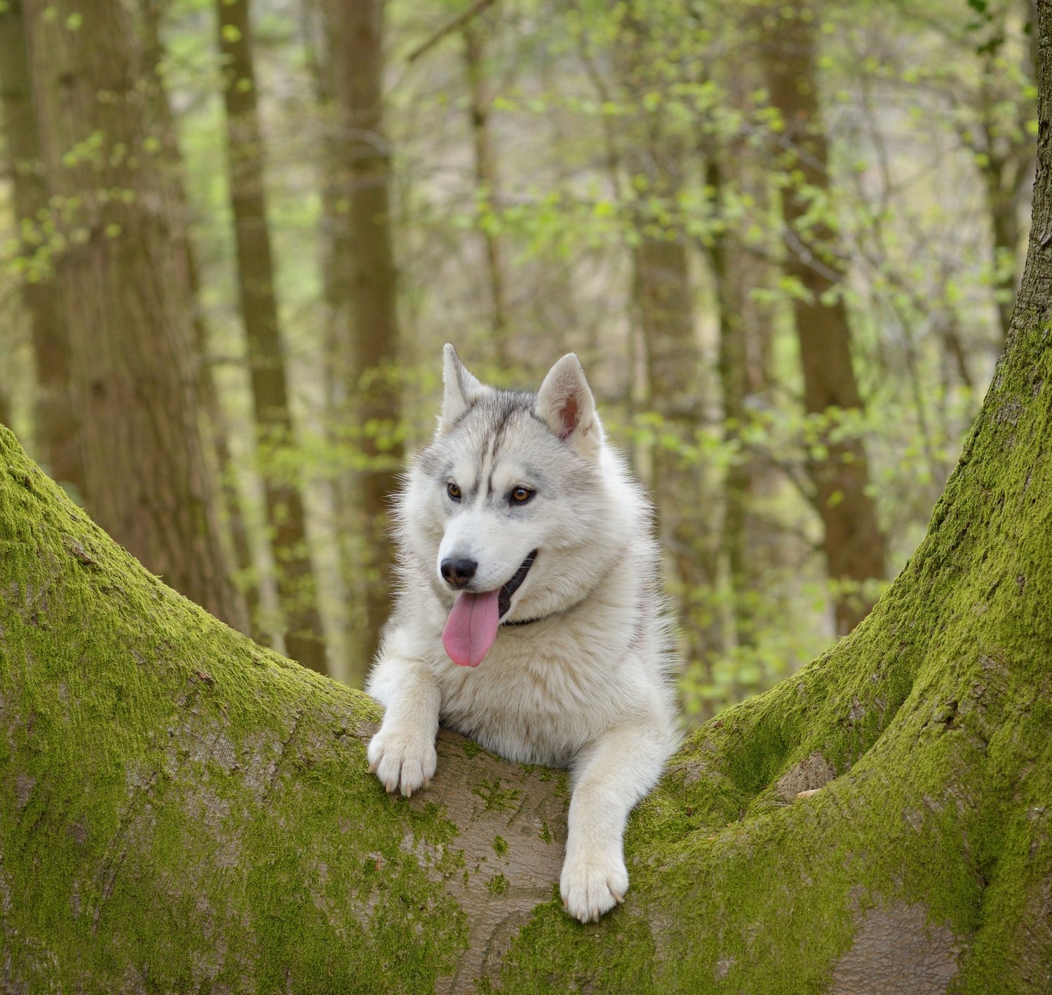 A Husky dog with its tongue out, resting on a moss-covered tree branch in a lush forest, reflecting My Paleo Pet's connection to nature and active pets.