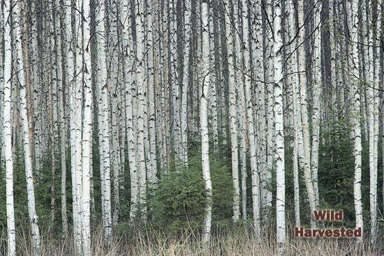 BioComplete™ Birch Bark Powder-My Paleo Pet