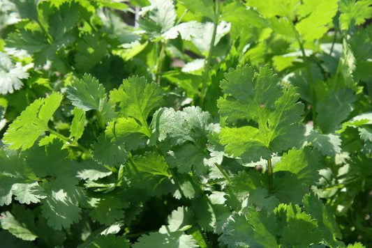BioCompleteâ„¢ Cilantro Leaves-My Paleo Pet