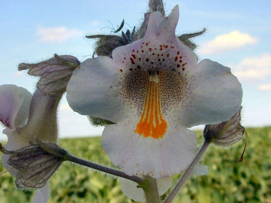BioCompleteâ„¢ Devil'S Claw Root-My Paleo Pet