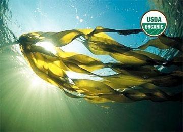 BioComplete™ Nori Flakes-My Paleo Pet