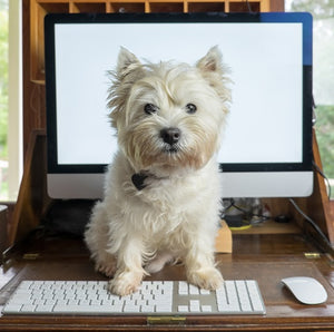 my-paleo-pet-dog-with-computer-keyboard-pet-food-2