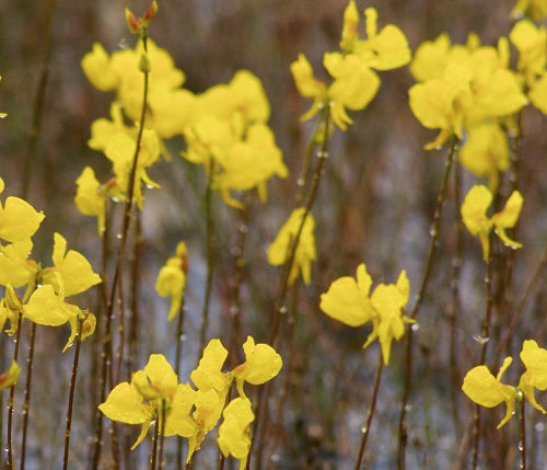 A close-up of BioComplete Bladderwort plants with vibrant yellow flowers.