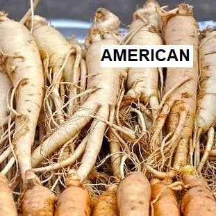 A collection of American Ginseng roots.
