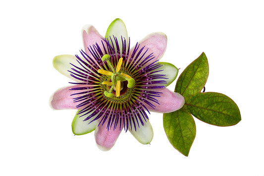 A close-up image of a passion flower with purple and pink petals and green leaves.
