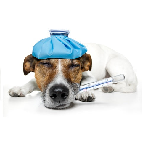 A dog with a thermometer alongside My Paleo Pet raw meat pet food, promoting natural pet health and nutrition.