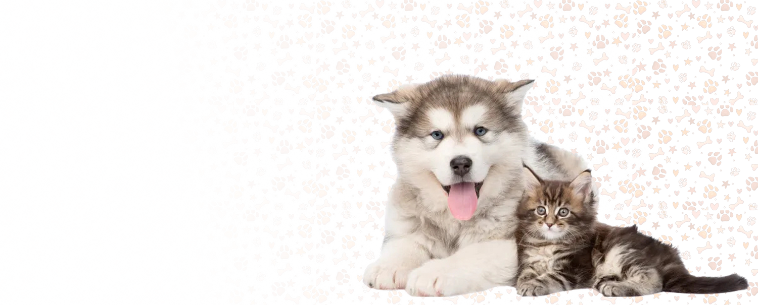 An Alaskan Malamute puppy with its tongue out and a tabby kitten sitting together, showcasing My Paleo Pet's love for diverse pets.