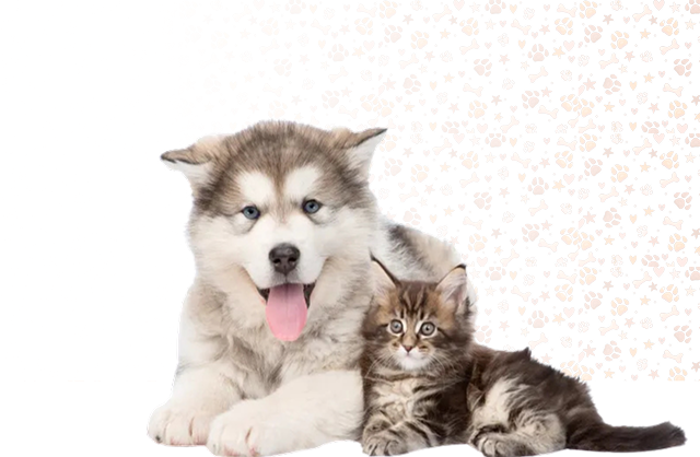 A cute Alaskan Malamute puppy and a tabby kitten sitting together, representing My Paleo Pet's love for pets.