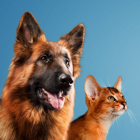 A German Shepherd dog and a Abyssinian cat against a blue background, both looking towards the camera.