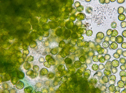 Microscopic view of Chlorella cells, showing their spherical shape and green color.