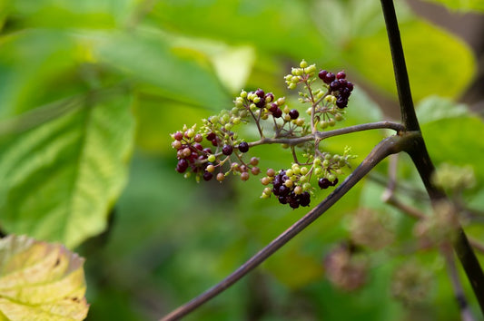 A branch with green leaves and clusters of unripe berries, possibly representing the plant from which Eleuthero Root Powder is derived.