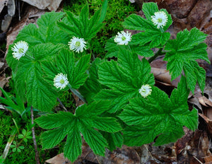 BioComplete Goldenseal Leaf Powder rich in natural wellness properties, a herbal supplement for vitality.