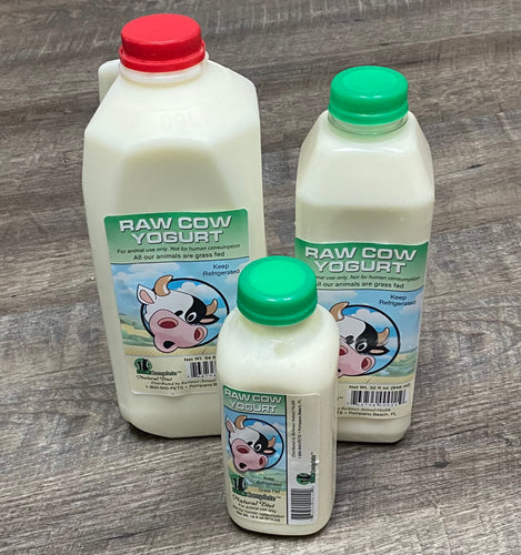 Raw cow yogurt for natural probiotic support and digestive health in pets