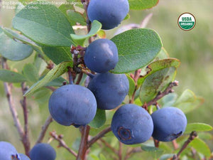 BioComplete™ Bilberry Leaves-My Paleo Pet