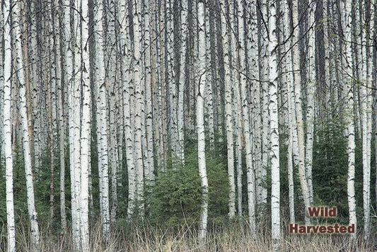BioComplete™ Birch Bark Powder-My Paleo Pet