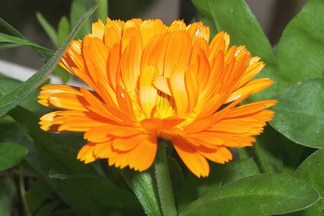 BioComplete™ Calendula Powder on My Paleo Pet | Raw Pet Food Online