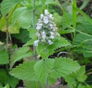 BioComplete™ Catnip-My Paleo Pet
