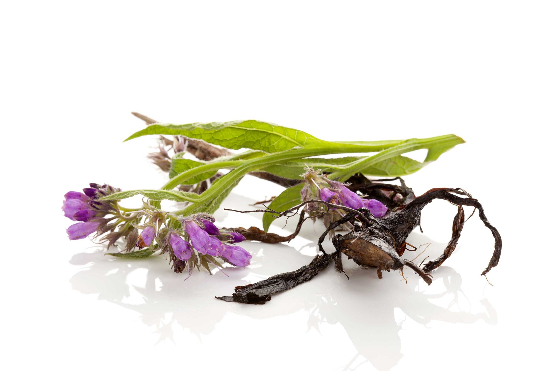 BioComplete™ Comfrey Root Powder-My Paleo Pet