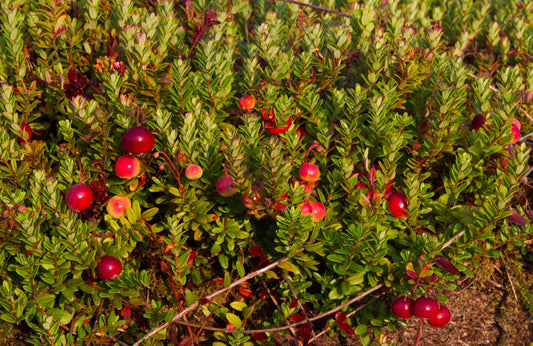BioComplete™ Cranberry Powder-My Paleo Pet