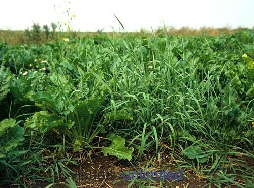 BioComplete™ Dog Grass (Couch Grass)-My Paleo Pet