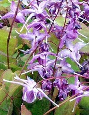 BioComplete Epimedium Powder