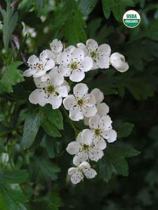BioComplete™ Hawthorn Leaves And Flowers-My Paleo Pet