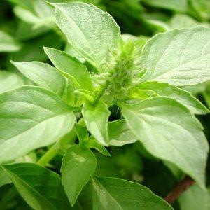 BioComplete™ Holy Basil Leaves-My Paleo Pet