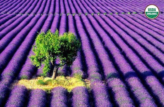 BioComplete™ Lavender Powder-My Paleo Pet