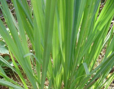 BioComplete™ Lemongrass Powder-My Paleo Pet