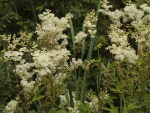 BioComplete™ Meadowsweet Leaves-My Paleo Pet