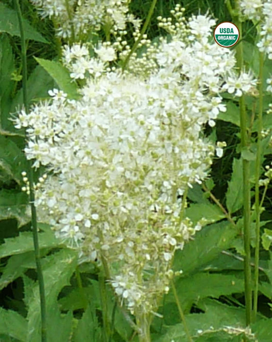 BioComplete™ Meadowsweet Powder-My Paleo Pet