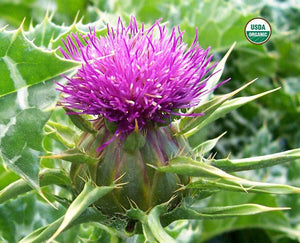 BioComplete™ Milk Thistle Seed Powder-My Paleo Pet