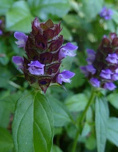 BioComplete™ Self Heal Leaves-My Paleo Pet