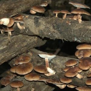 BioComplete™ Shitake Powder-My Paleo Pet