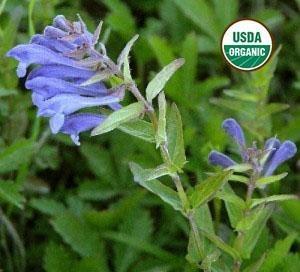 BioComplete™ Skullcap Leaves-My Paleo Pet