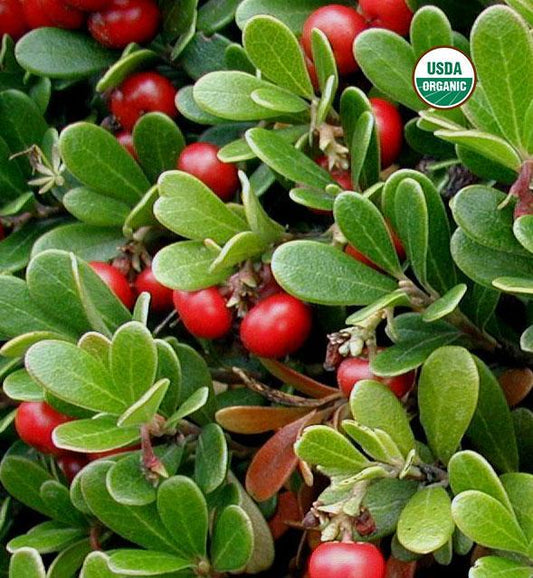 BioComplete™ Uva Ursi Leaves-My Paleo Pet