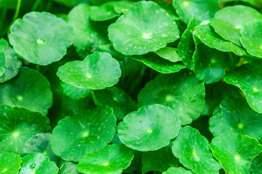 BioComplete Gotu Kola Powder rich in nutrients and natural wellness benefits, ideal for health support and vitality.
