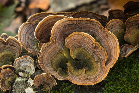 Turkey Tail Mushroom - My Paleo Pet - Raw Food Online